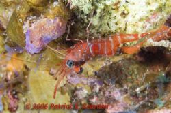 Red Night Shrimp. Full frame. D100 and 105 lens. Night di... by Patrick Reardon 